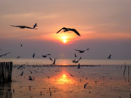 Nature background of seagulls bird at the sea and sunset time.の写真素材