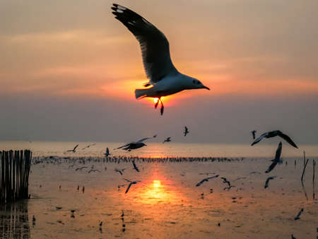 Nature background of seagulls bird at the sea and sunset time.の写真素材