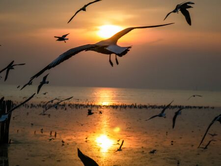 Nature background of seagulls bird at the sea and sunset time.の写真素材