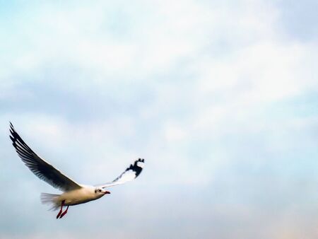 Nature background of seagulls bird at the sea and sunset time.の写真素材