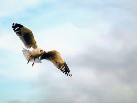 Nature background of seagulls bird at the sea and sunset time.