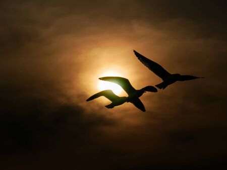 Silhouette Nature background of seagulls bird at the sea and sunset time.の写真素材