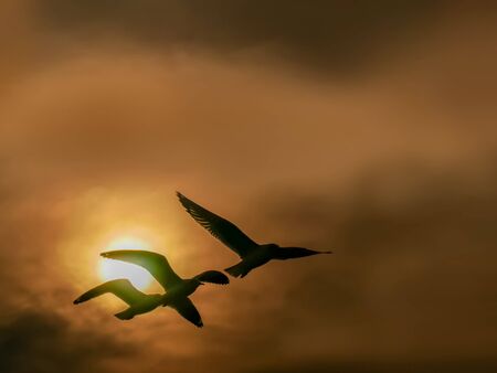 Silhouette Nature background of seagulls bird at the sea and sunset time.の写真素材