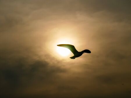 Silhouette Nature background of seagulls bird at the sea and sunset time.の写真素材