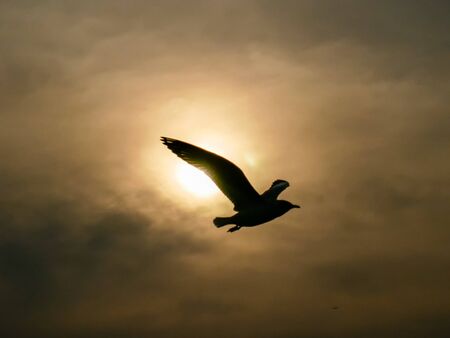 Silhouette Nature background of seagulls bird at the sea and sunset time.の写真素材