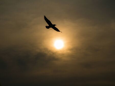 Silhouette Nature background of seagulls bird at the sea and sunset time.の写真素材