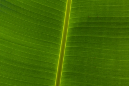 background texture of banana leafの写真素材