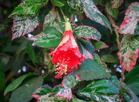 Red hibiscus flower