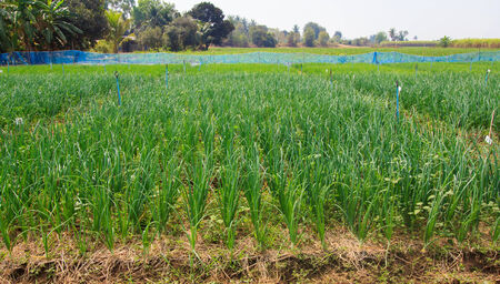 shallots fieldの写真素材