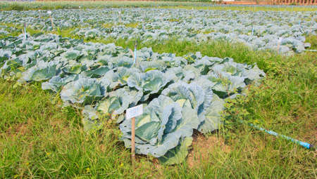 Cabbage fieldの写真素材