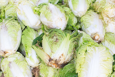 Group of Cabbagesの写真素材