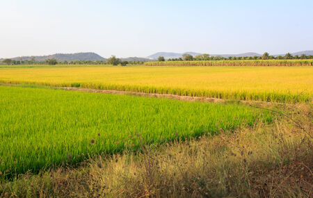 Rice fieldの写真素材