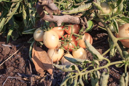 Ripe red tomatoes on a vine on plantの写真素材