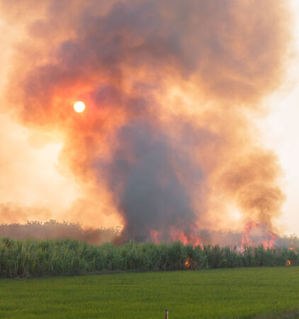 Fire and smoke in paddyの写真素材