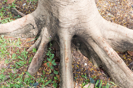 A close up of the big stumpの写真素材