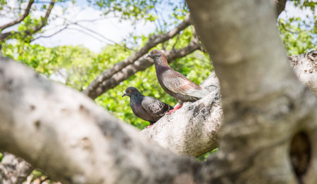 Pigeon perched on the tree branch , bird
