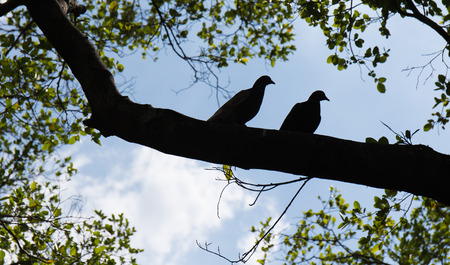 Two pigeon Silhouette on the tree branchの写真素材