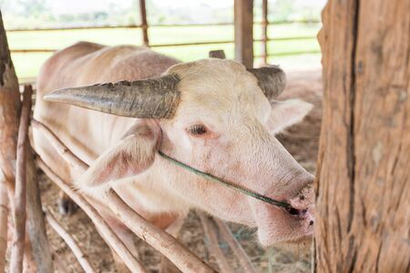 White buffalo in the paddockの写真素材