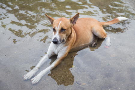 Thailand dog lying in waterの写真素材