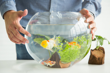 Hands admiring goldfish in bowlの写真素材