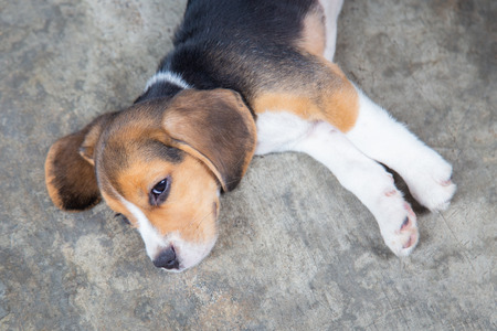 Cute beagle puppy dog sleeping on the floor.の写真素材