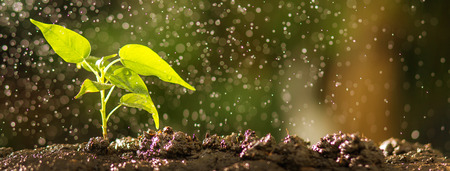 Close up of young tree on soil with water drop effect. Growing seed and planting concept, Banner with copyspace.の写真素材