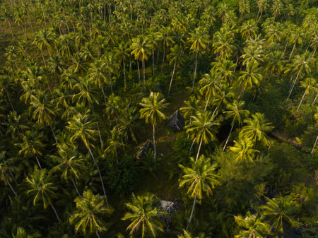 Aerial drone view of beautiful Palm trees jungle. Kood island, Thailand.の写真素材
