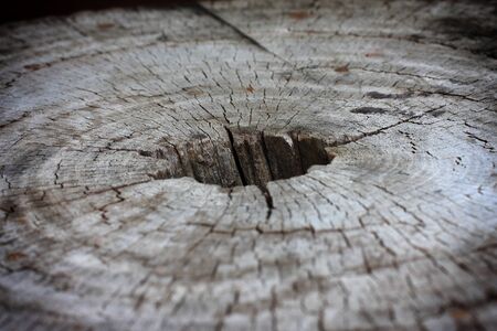 close-up wooden cut textureの写真素材