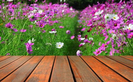 blurred image wood table and abstract cosmos flowers fieldの写真素材