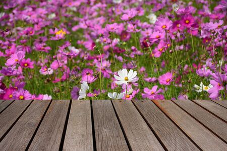 blurred image wood table and abstract cosmos flowers fieldの写真素材
