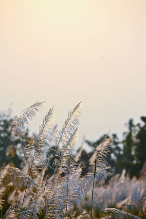 flower of glass with white sky on summerの写真素材