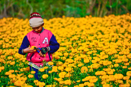 marigold field , Suhkothai - February 1   Unidentified boy is picking marigold flowers for sell to flower market in Bangkok on  February 1,2014 in Sukhothai Thailandのeditorial素材