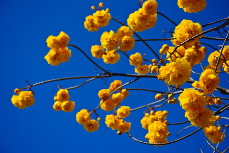 Yellow silk cotton flowers and blue sky backgroundの写真素材