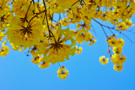 close-up golden tree flower  yellow pui  and blue sky in summer day