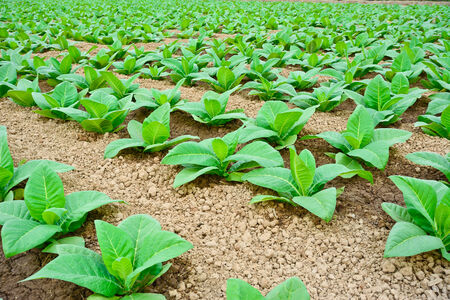 green tobacco field in thailand in summerの写真素材