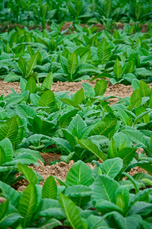 green tobacco field in thailand in summerの写真素材
