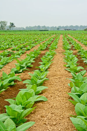 green tobacco field in thailand in cloudy dayの写真素材