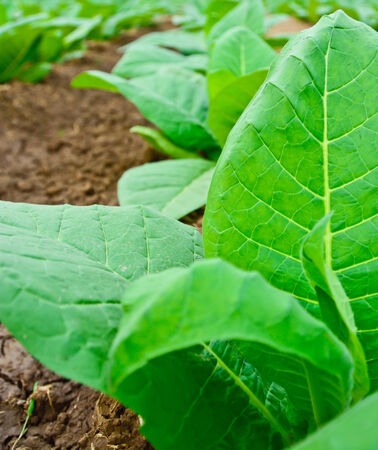 green tobacco field in thailand in summerの写真素材