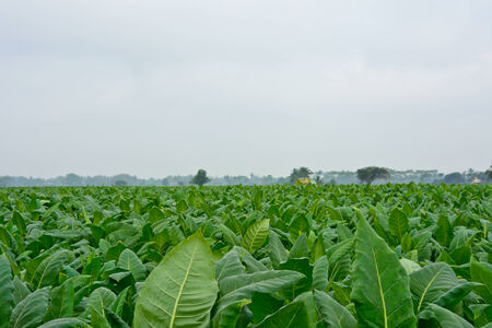 green tobacco field in thailand in cloudy dayの写真素材