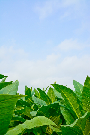 green tobacco field in thailand in cloudy dayの写真素材