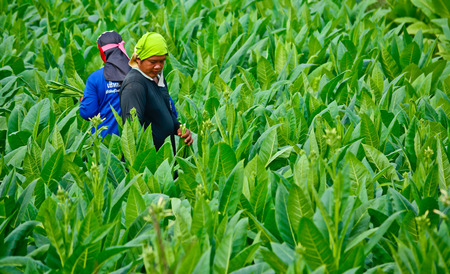 Suhkothai - February 16   Unidentified two workers  are   harvesting tobacco leaves in  tobacco field  on  February 16,2014 in Sukhothai Thailandのeditorial素材