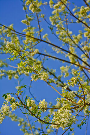 close-up quick stick flower and blue sky backgroundの写真素材
