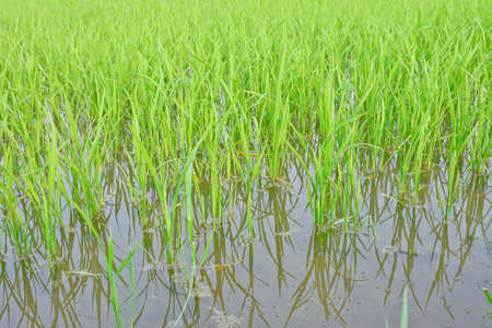 thai young rice fieldの写真素材