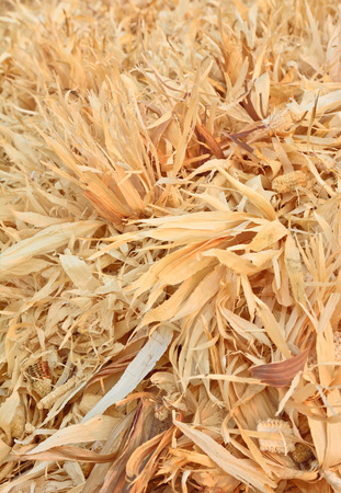 dry corncobs and corn leaves after harvestingの写真素材