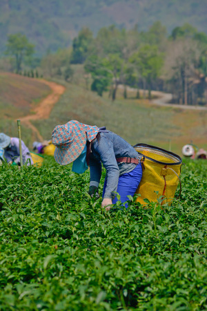 Chiang rai, Thailand - April  7   Unidentified workers are picking tea leaves in a tea garden on April 7 2014 in Chiang rai Thailandのeditorial素材