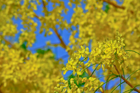Golden Shower Tree flower  is national flower of thailandの写真素材