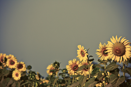 Beautiful sunflowers in the field and sky background with vintage filterの写真素材