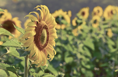 Beautiful sunflowers in the field  with vintage filterの写真素材