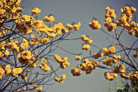 Yellow silk cotton flowers  (yellow pui) and blue sky background  with vintage filterの写真素材