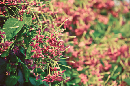 Rangoon creeper (Quisqualis indica) in summer time with vintage filterの写真素材